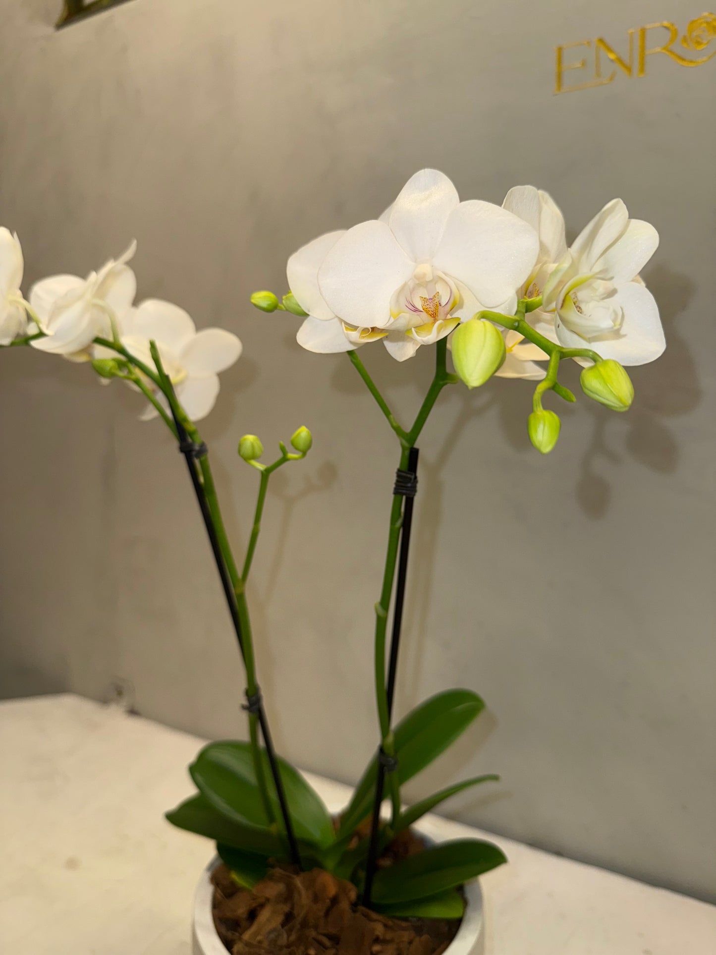 Mini Orquídea Phalaenopsis com vaso