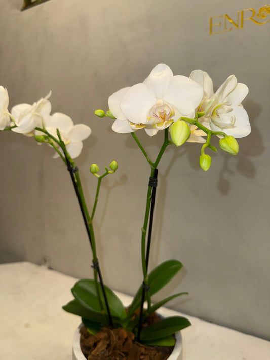 Mini Orquídea Phalaenopsis com vaso