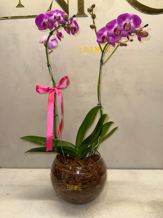 Orquídea Phalaenopsis com duas astes com vaso vidro