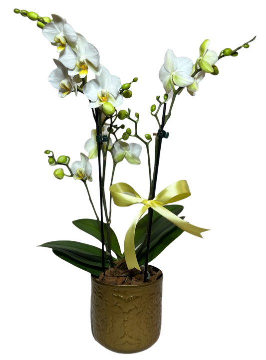 Mini Orquídeas Brancas em Vaso de Cobre Distinto