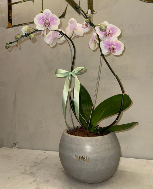 Orquídea Phalaenopsis com vaso cimento