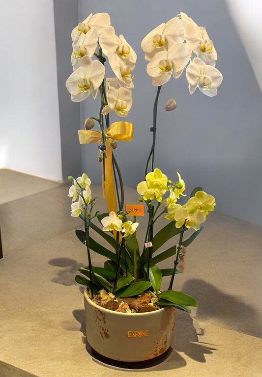 Large Cascade Orchid with Two Mini Orchids in Ceramic Pot