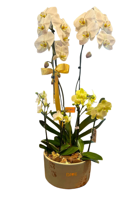 Large Cascade Orchid with Two Mini Orchids in Ceramic Pot