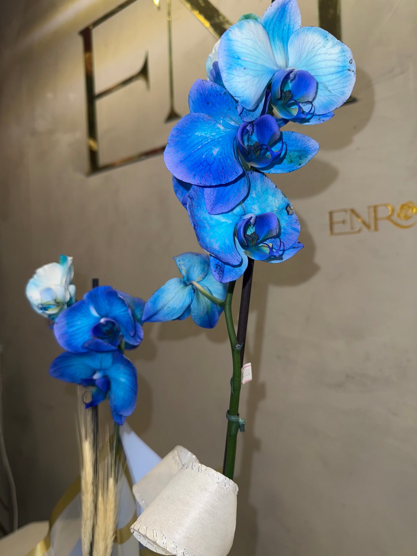 Orquídea Azul com Embalagem Elegante