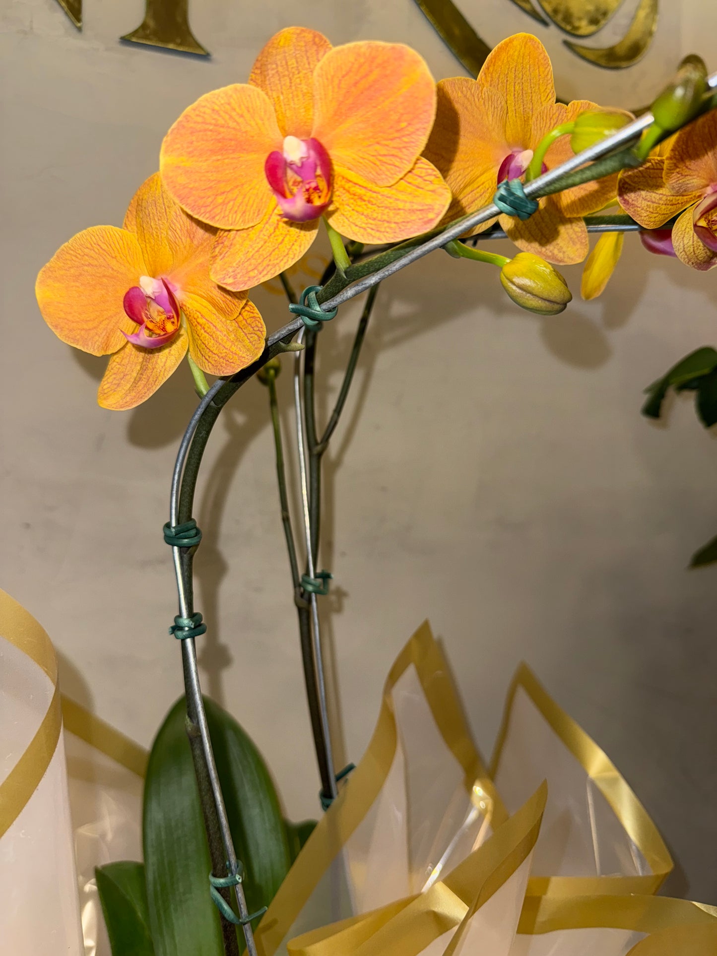 Orquídea Phalaenopsis laranja no caixa