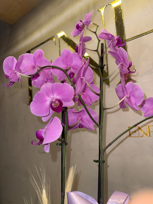 Orquídea Phalaenopsis com duas astes com caixa especial