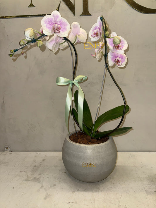 Orquídea Phalaenopsis com vaso cimento