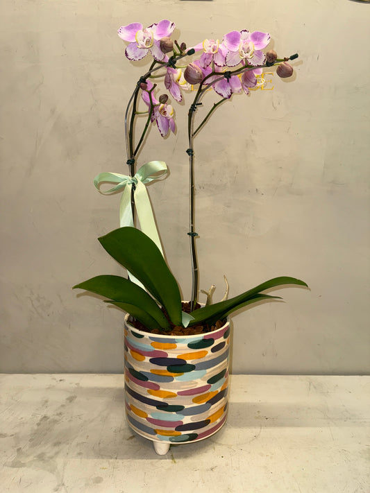 Orquídea com vaso cerâmico