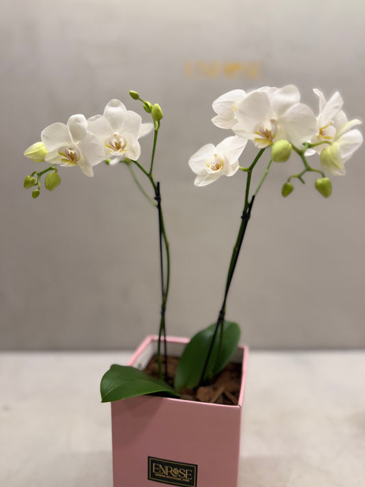 Mini Orquídeas Brancas em Caixa Elegante