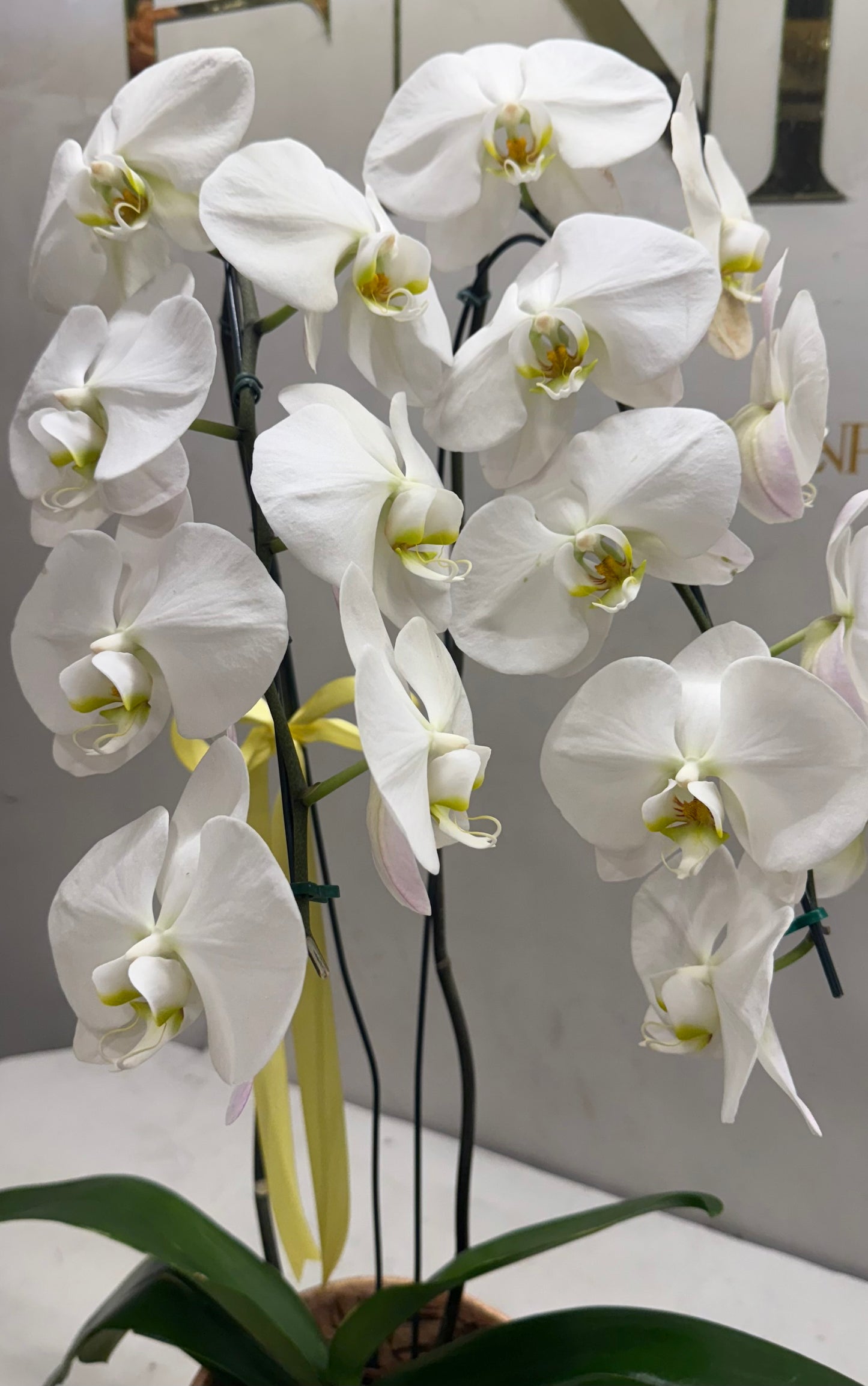 Orquídea Phalaenopsis Luxo Branca no Vaso Decorativo