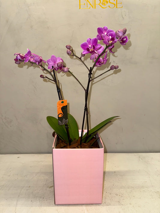 Mini Orquídeas magenta em Caixa