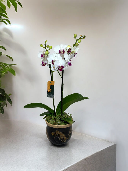 Mini Orquídea em Vaso de Cerâmica