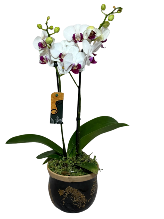 Mini Orquídea em Vaso de Cerâmica