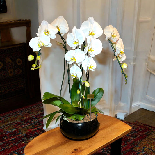 Orquídeas Cascata Triplas em Vaso de Vidro