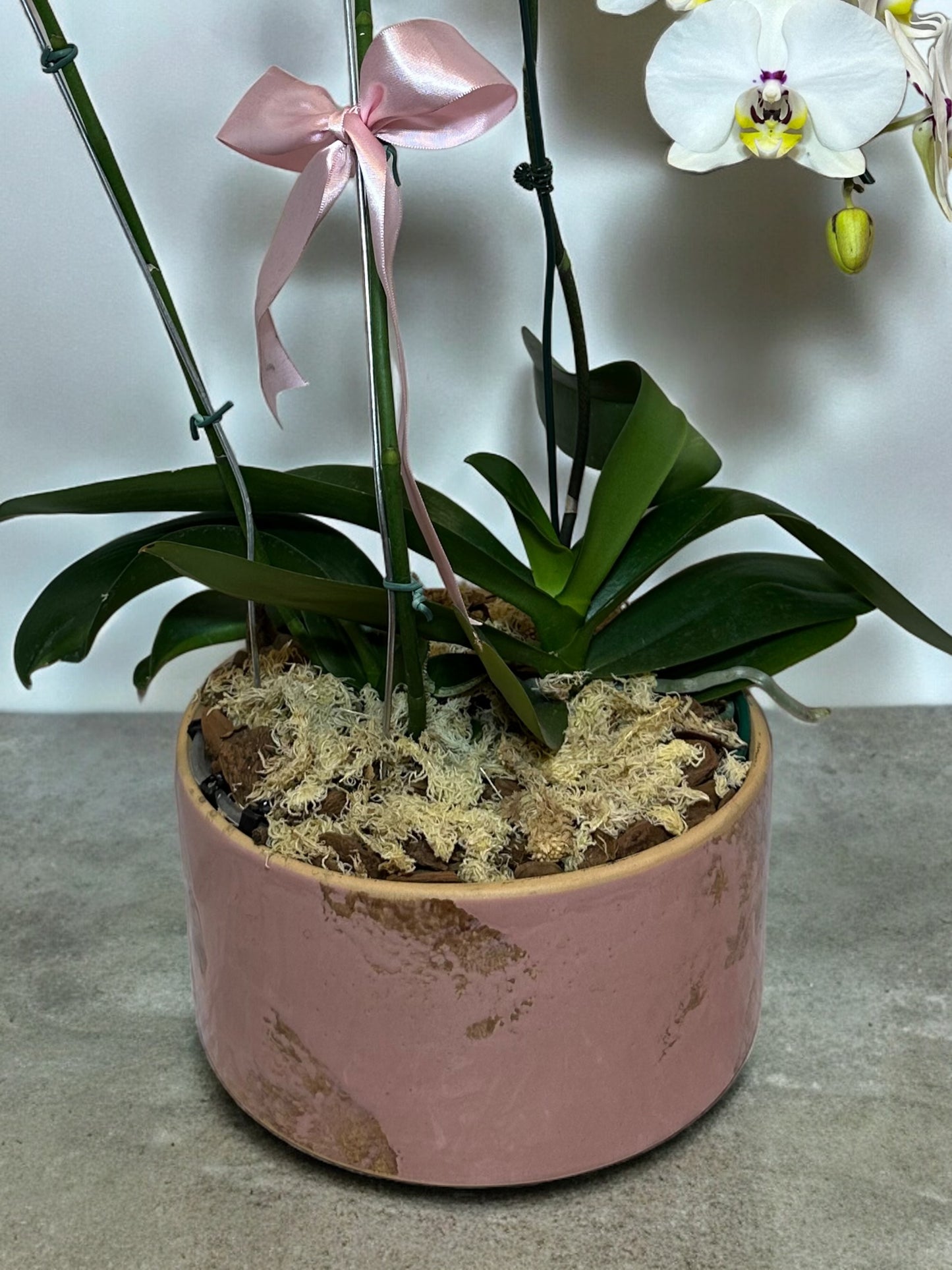 Arranjo Luxuoso de Orquídeas em Vaso de Cerâmica Grande