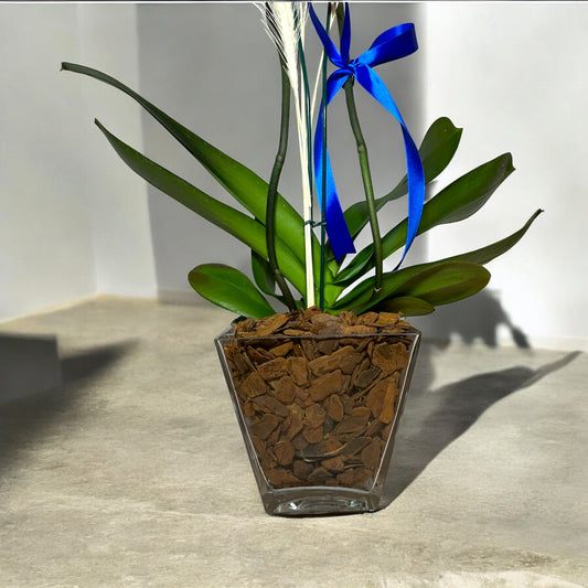 Orquídea Branca em Vaso de Vidro Moderno