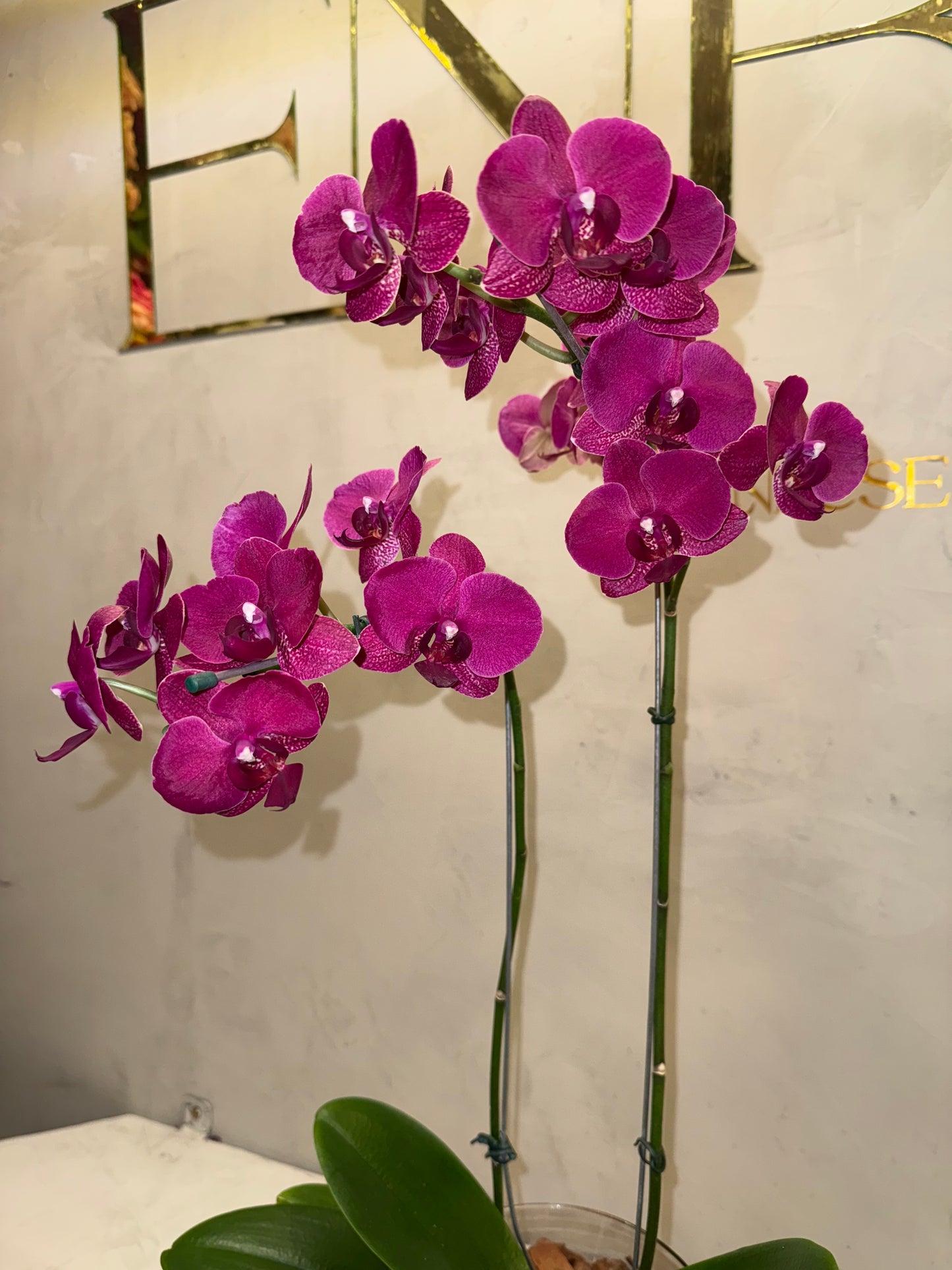 Orquídea Fúcsia Luxo ENROSE
