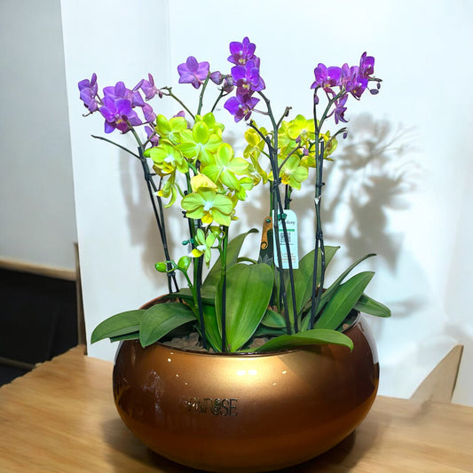 Arranjo Exclusivo com Quatro Orquídeas Mini em Vaso Luxuoso