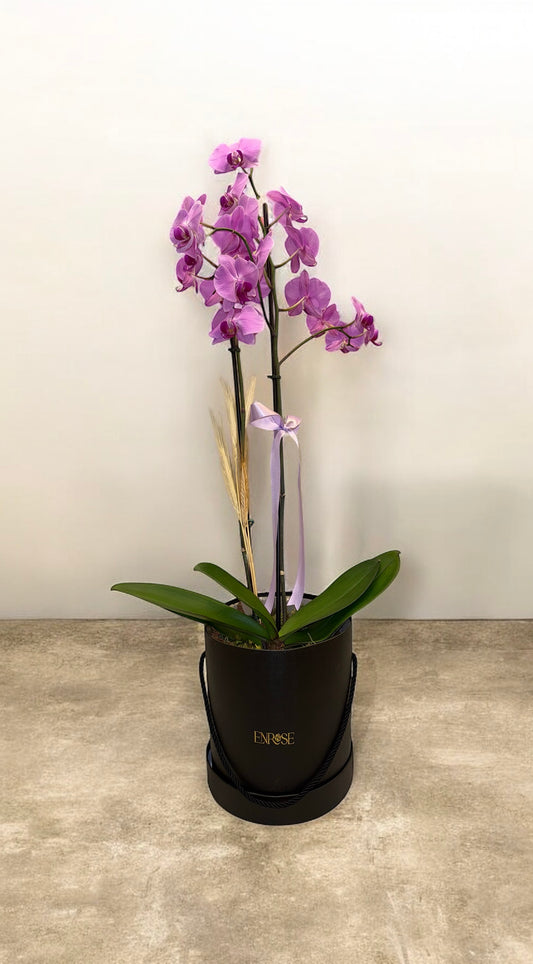 Orquídea Phalaenopsis com duas astes com caixa especial