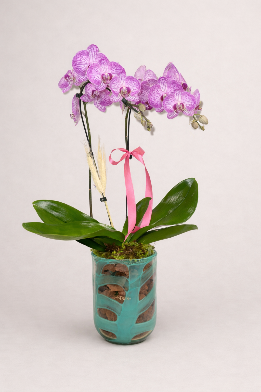 Orquídea Phalaenopsis Rosa Elegante