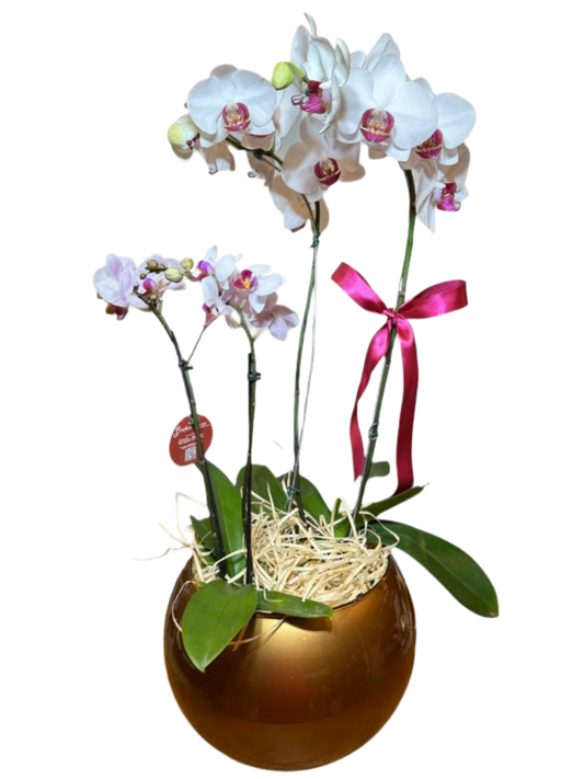 Dois Orquídea Phalaenopsis com vaso vidro