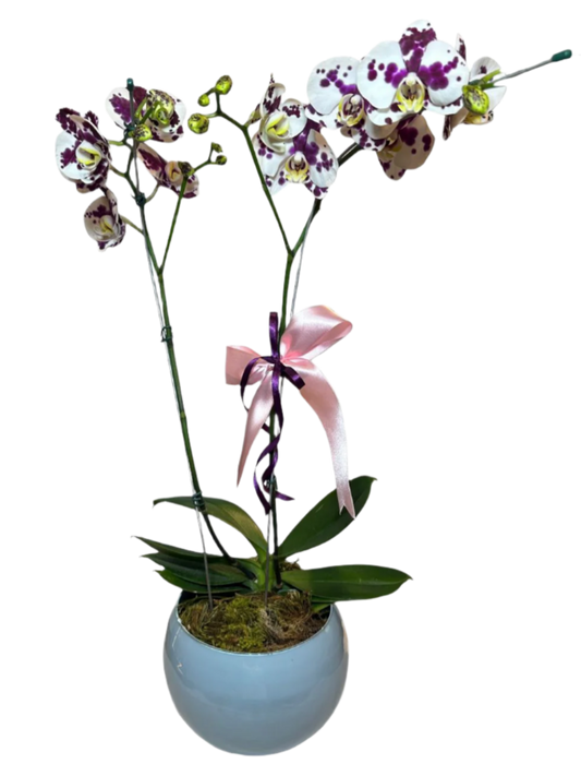 Orquídea Phalaenopsis Dalmata com vaso