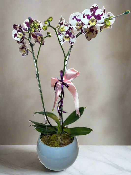 Phalaenopsis Dalmata orchid with pot