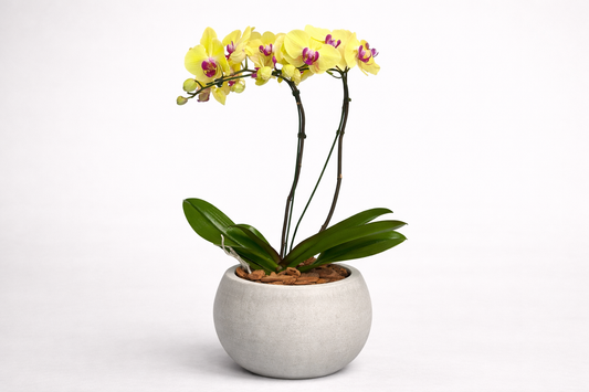 Orquídea Amarela em vaso moderno de cimento queimado