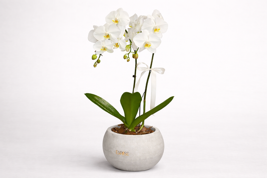 Orquídea branca em vaso moderno de cimento queimado