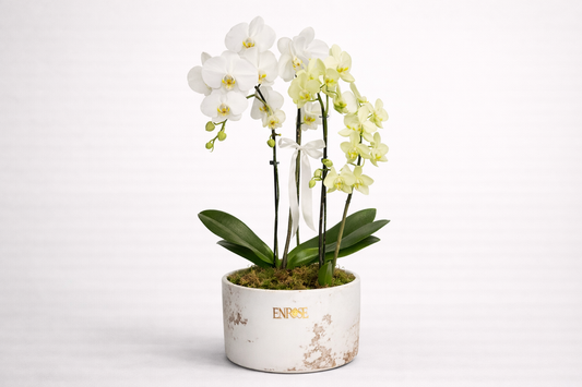 Orquídea Cascata Grande com Duas Mini Orquídeas em Vaso de Cerâmica