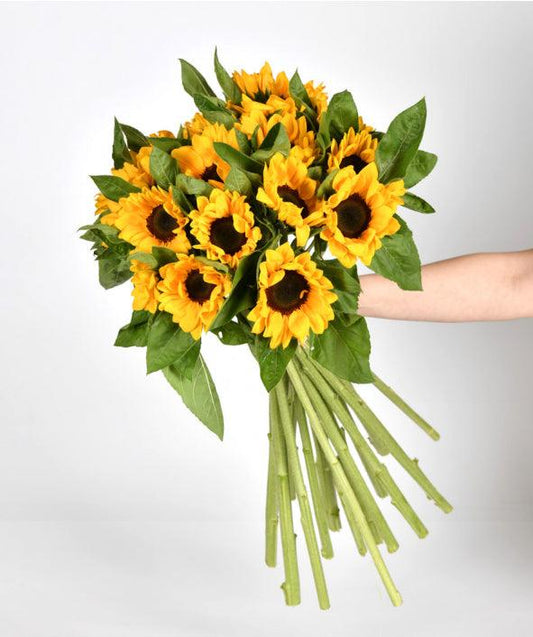 Brilho de Esperança e Energia