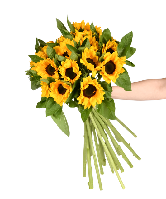 Brilho de Esperança e Energia