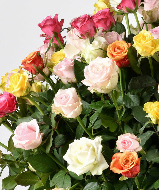 Jardim de 150 Rosas Coloridas