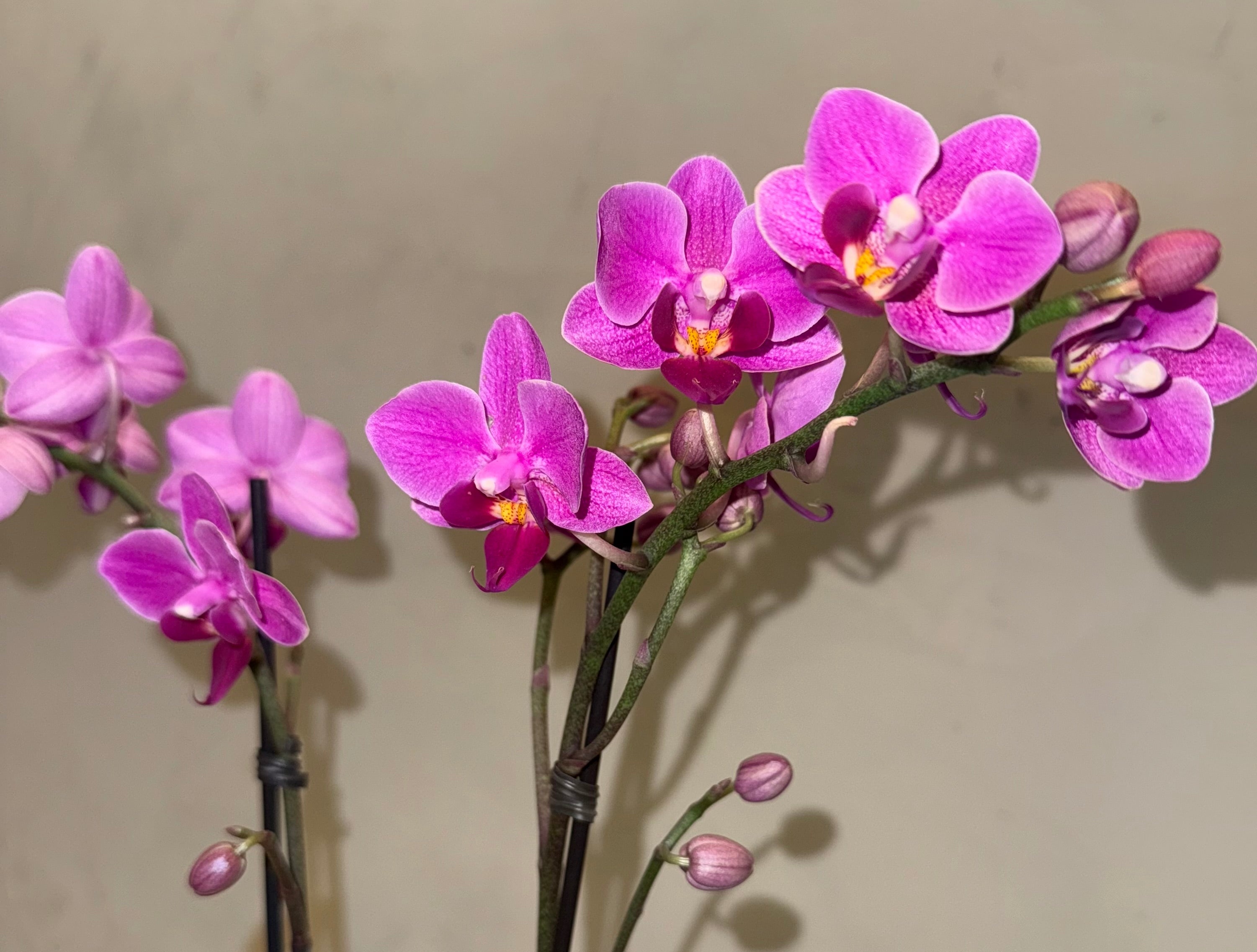 Mini Orquideas – enrose ltda