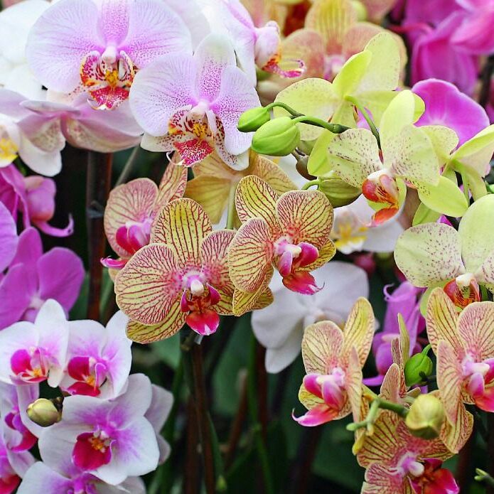 Orquídea Grande – enrose ltda