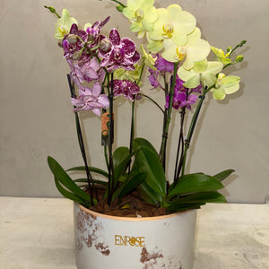 Arranjo de orquidea