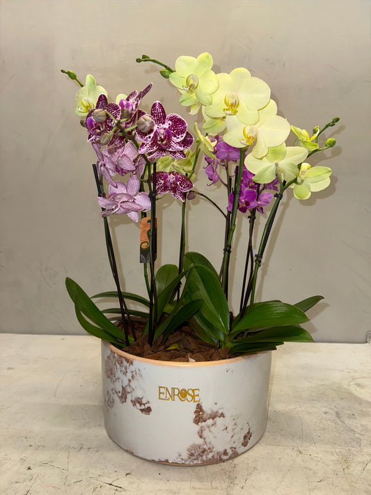 Arranjo de orquidea