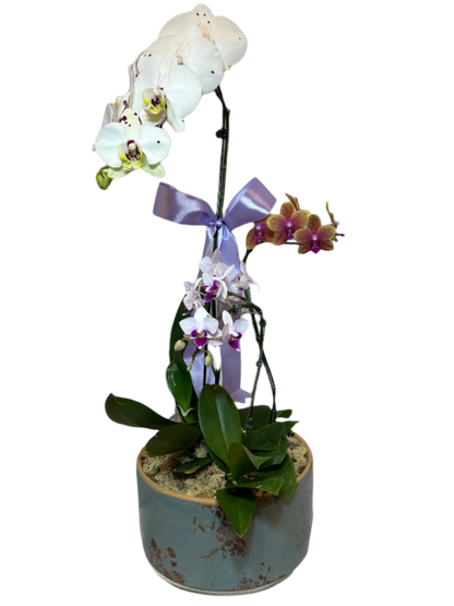 Arranjo Elegante de Três Orquídeas em Vaso de Cerâmica