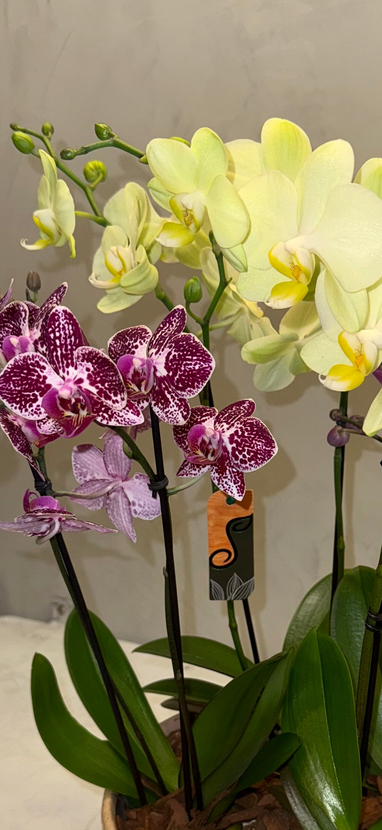 Arranjo de orquidea