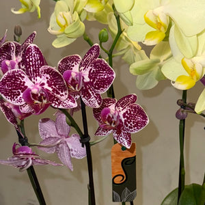 Arranjo de orquidea