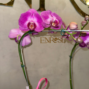 Orquídea Phalaenopsis com duas astes com vaso vidro