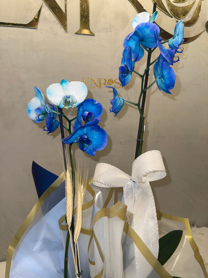 Orquídea Azul com Embalagem Elegante