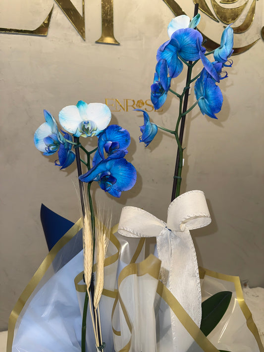 Orquídea Azul com Embalagem Elegante