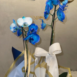 Orquídea Azul com Embalagem Elegante