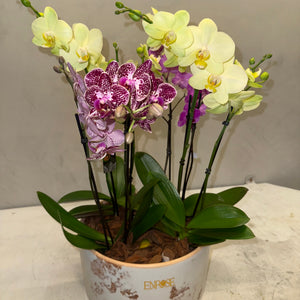 Arranjo de orquidea