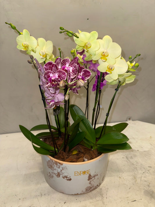 Arranjo de orquidea
