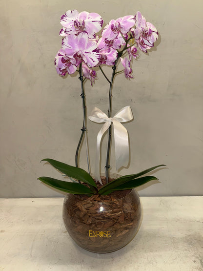 Orquídea Phalaenopsis com duas astes com vaso vidro
