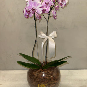 Orquídea Phalaenopsis com duas astes com vaso vidro