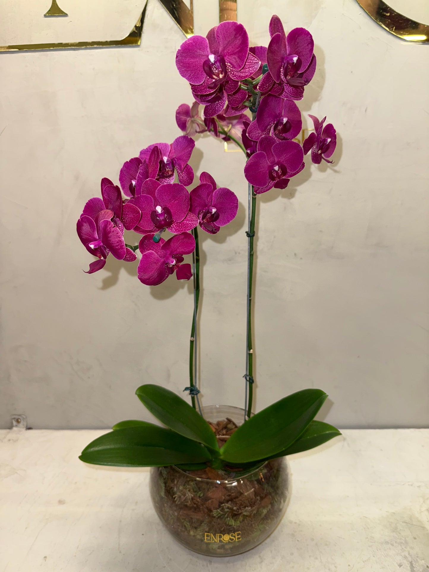 Orquídea Fúcsia Luxo ENROSE