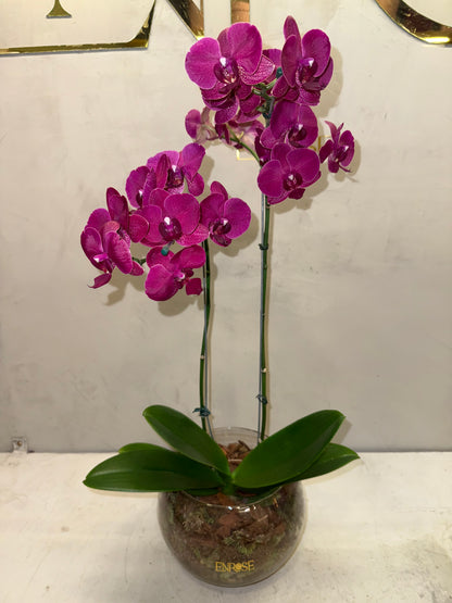 Orquídea Fúcsia Luxo ENROSE